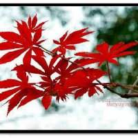 🍁  枫 叶