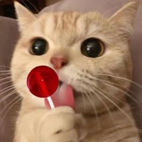 辉妮猫舍（领养）