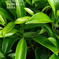 旨尚人生
