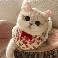 欧腾猫舍（领养）