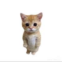 猫meme小剧场