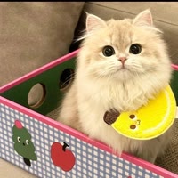 小布丁